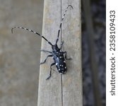 Gomadara longhorn beetles, Japanese native species, Japan