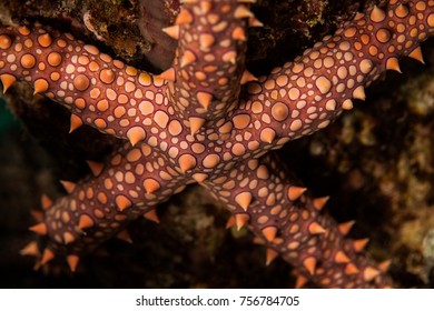 Gomophia Egyptiaca, Egyptian Sea Star