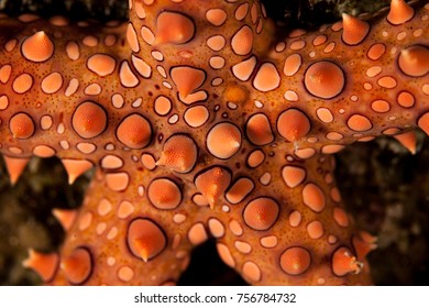 Gomophia Egyptiaca, Egyptian Sea Star