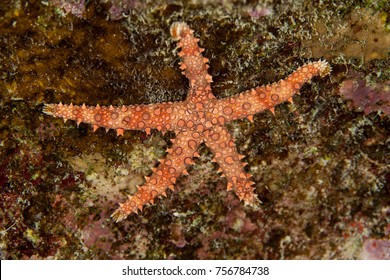 Gomophia Egyptiaca, Egyptian Sea Star