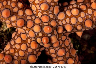 Gomophia Egyptiaca, Egyptian Sea Star