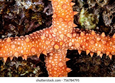 Gomophia Egyptiaca, Egyptian Sea Star