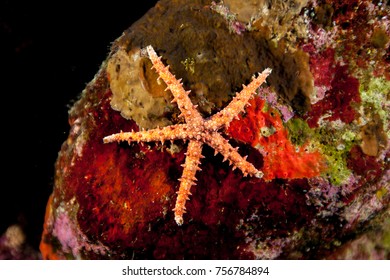 Gomophia Egyptiaca, Egyptian Sea Star