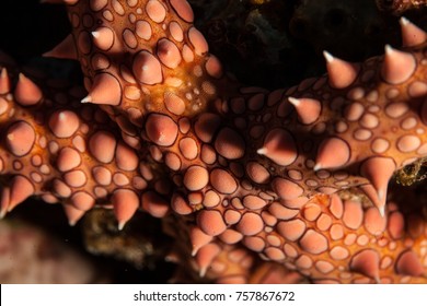 Gomophia Egyptiaca, Egyptian Sea Star