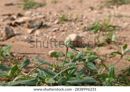 Gomphrena celosioides grass. It is a herbaceous perennial flowering plant belonging to the family Amaranthaceae and. Prostrate globe amaranth. 

