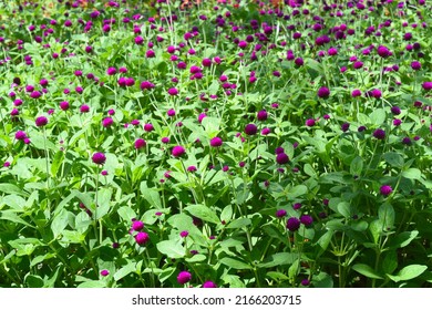 Gomphrena Globosa, Commonly Known As Globe Amaranth Growing In Vietnam