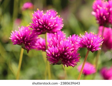Gomphrena globosa 'Ping Pong Pink' (Globe Amaranth) is a compact annual boasting a profusion of small ball-shaped flowers composed of lavender-pink papery bracts.