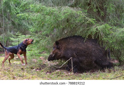 Wild Hogs Hunting With Dogs