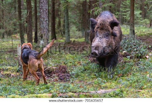 Photo De Stock De Gonchak Hound Une Race Nationale De