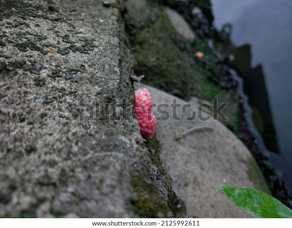 gondang snail eggs, water
snails, rice field snails or tutut attached to the dividing wall of
a river.