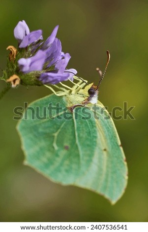 Gonepteryx butterfly on violet flower