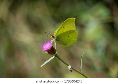 Gonepteryx Rahmni Regaining Strenth On A Thistle