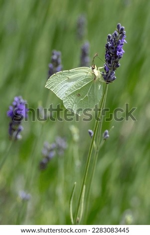 Gonepteryx rhamni butterfly on lavender