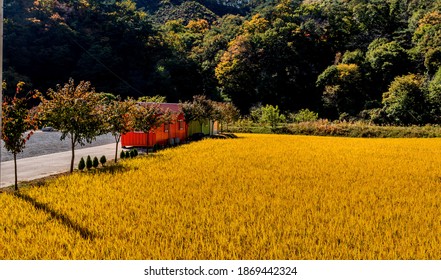 Gongju, South Korea; October 23, 2020: Orange Metal Storage Shed In Countryside Beside Field Of Golden Rice.