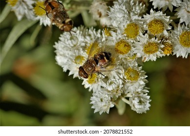 Gonia Klapperichi, A Parasitoid Fly.