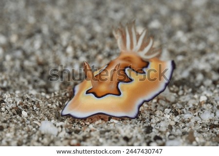 Goniobranchus coi sea slug nudibranch