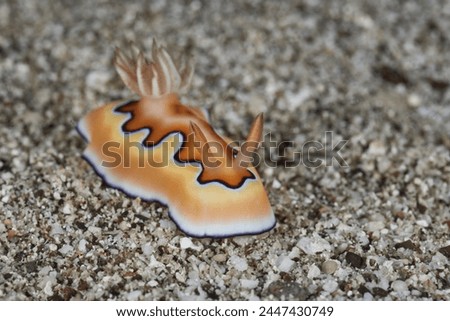 Goniobranchus coi sea slug nudibranch