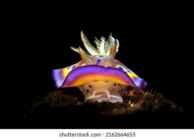 Goniobranchus geminus or gem sea slugcan reach a maximum size of 5 cm in length. It has four distinctive coloured lines around the mantle edge. - Shutterstock ID 2162664653