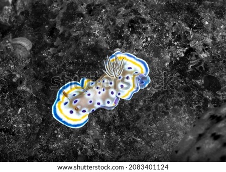Goniobranchus geminus, also known as the gem sea slug, is a species of very colourful sea slug, a dorid nudibranch, a marine gastropod mollusc in the family Chromodorididae.