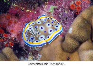 Goniobranchus Is A Genus Of Sea Slugs, Dorid Nudibranchs, Shell-less Marine Gastropod Molluscs In The Family Chromodorididae