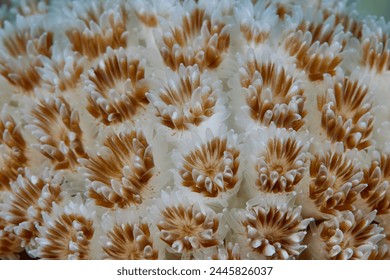 Goniopria star shaped soft coral underwater