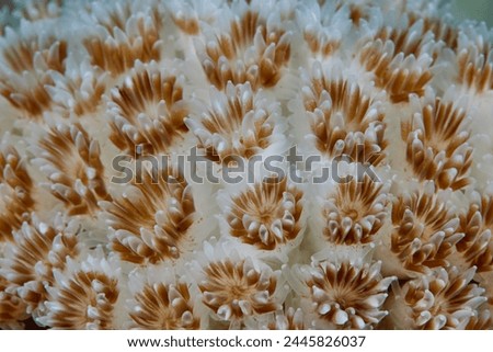 Goniopria star shaped soft coral underwater