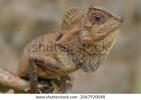 Gonocephalus chameleontinus found in Ujung Kulon National Park
