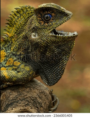 Image, Stock Photo Colorful Chin Exotic