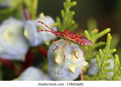 Gonocerus juniperi. The bug sits on the cypress cone