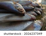 Good catch. Sabrefish (Pelecus cultratus). Silver fish lie on an old moss-covered catwalk (duckrun, old wooden pier).