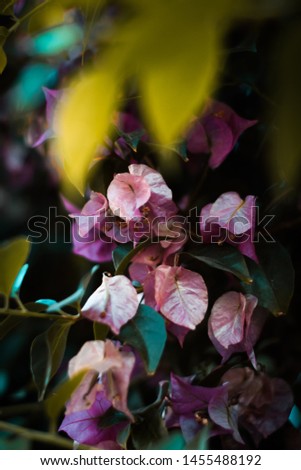 Similar – Autumn flowers and leaves decoration with bunch of flowers