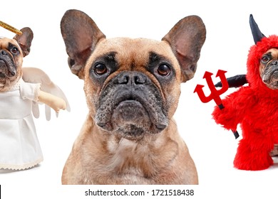 Good Dog, Bad Dog Concept With French Bulldog Head With Small Dog In Angel Costume And Devil Costume On Each Side Of Shoulder On White Background