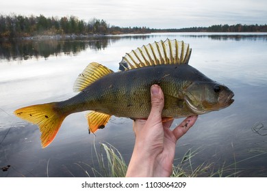 Good fishing on Northern rivers, caught perch. Bass on background of yellow trees and lake. Men's autumn leisure