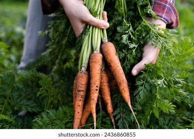 A good harvest of carrots in women's hands close-up, organic vegetables from the garden - Powered by Shutterstock