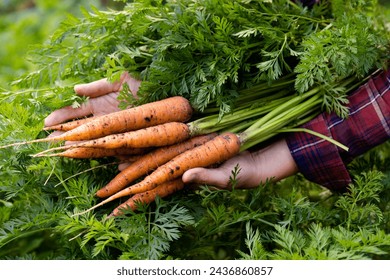 A good harvest of carrots in women's hands close-up, organic vegetables from the garden - Powered by Shutterstock