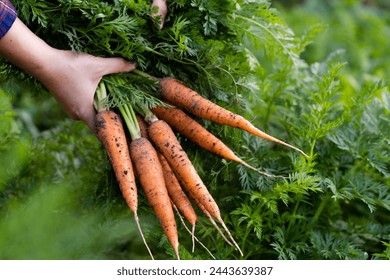 A good harvest of carrots in women's hands close-up, organic vegetables from the garden.  - Powered by Shutterstock