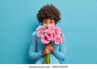 Good looking delicate African American woman smells rosy gerbera flowers, enjoys pleasant odour holds bouquet in hands, has tender look at camera, comes on romatic date with boyfriend, blue background