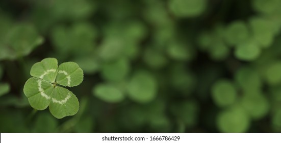 Good Luck Four Leaf Clover Standing Out From A Field Of Clovers. Unique, Rare, Or Special Individual Concept.