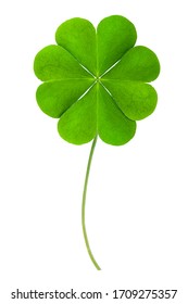 good luck Green clover four leaf isolated on white background. This has clipping path. - Shutterstock ID 1709275357