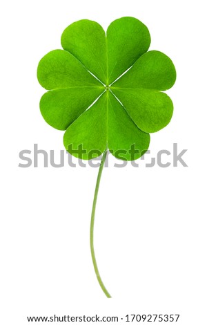 good luck Green clover four leaf isolated on white background. This has clipping path.