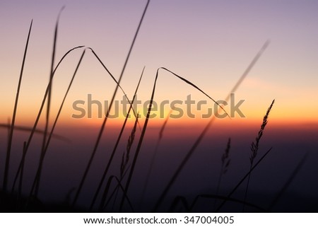 Similar – Image, Stock Photo Summer evening in the Camargue III