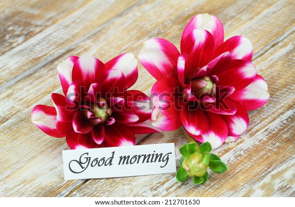 Good Morning Card Dahlia Flowers On Stock Photo Edit Now 212701630