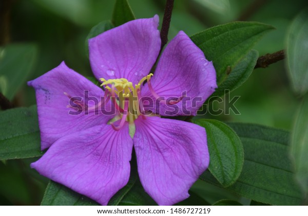 Good Morning Flowers Quotes Wishes Stock Image Download Now