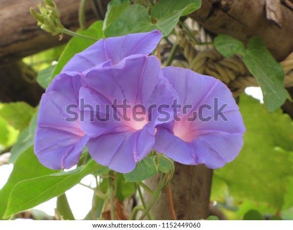 Good Morning Morning Glorypurple Flowers Beautiful Stock Photo