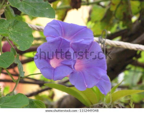 Good Morning Morning Glorypurple Flowers Beautiful Stock Image