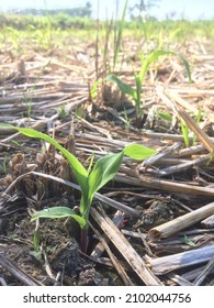 Good Morning Greetings From The New Corn Plant.