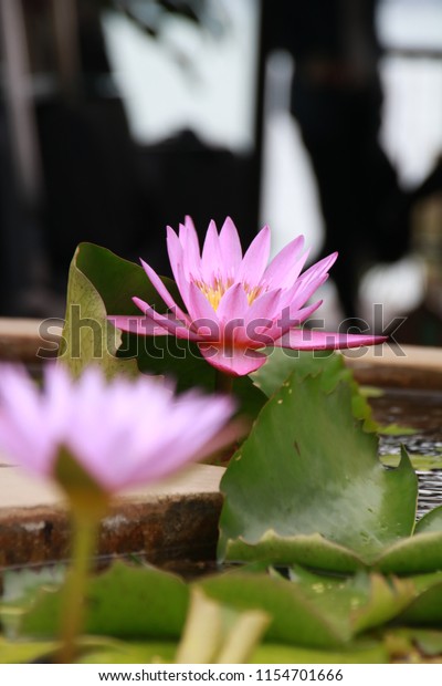 Good Morning Lotus Stock Photo Edit Now 1154701666