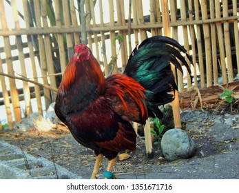 Good Morning Rooster