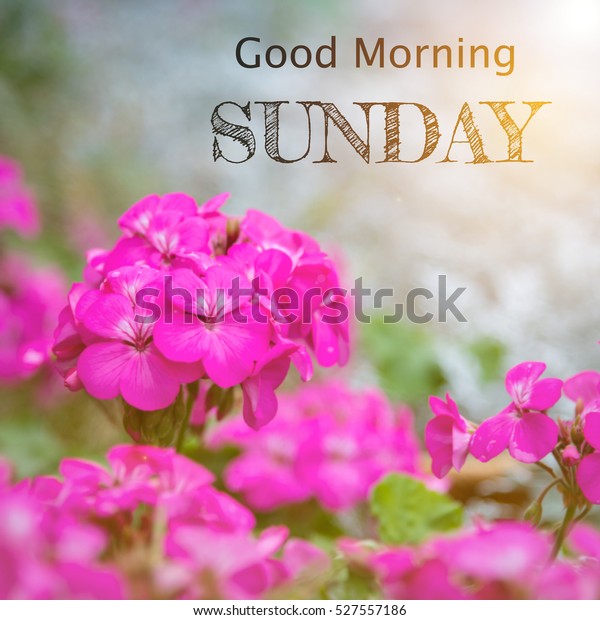 Good Morning Sunday Over Blur Flower Stock Image Download Now