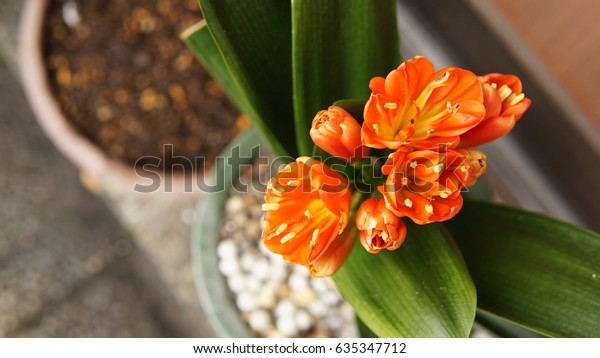 Good Morning Thursday Flowers Royalty Free Stock Image